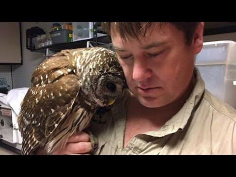 Rescued Owl Sends Everyone Into Tears After Seeing Her Rescuer #Video