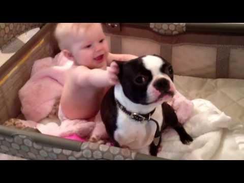 Crazy Boston Terrier In Baby's Crib! Must See!!!!