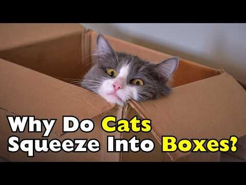 Why Do Cats Love Boxes? #Video