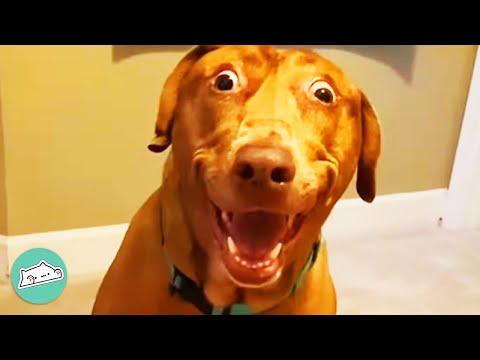 Dog With Unique Face Becomes Mom's Best Listener #Video