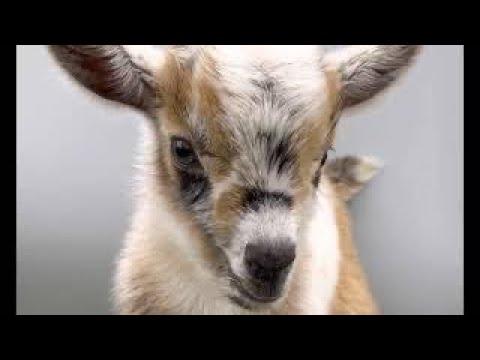 Ready to get close to the Sunflower Farm goat babies again? We're back! #Video