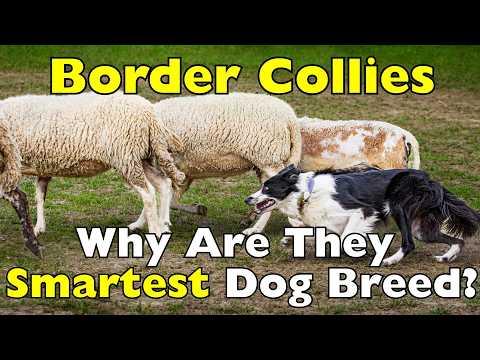 Why Border Collies Are Known as the Smartest Dogs in the World #Video