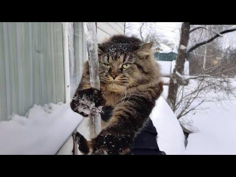 Funny Cats Facing Their First Winter #Video