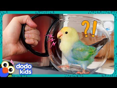 This Bird Wants To Build Her Nest — IN OUR KITCHEN!!! | Dodo Kids #Video