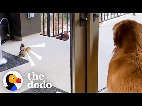 Wild Squirrel Introduces Her Baby To Her Favorite Dog #Video
