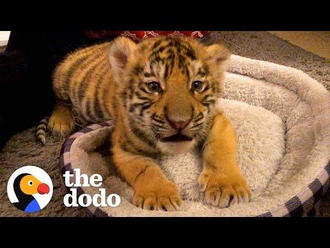 A Year In The Life Of A Baby Tiger #Video
