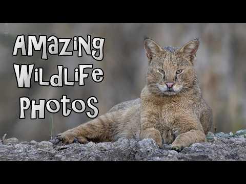 Amazing Wildlife Photos To Believe In #Video