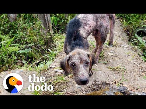 Moving Rock On The Road Turned Out To Be A Puppy #Video