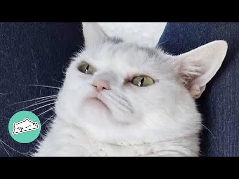 Tiniest Dwarf Cat Puts Family In Their Place #Video