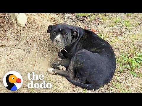 Injured Pittie Rescued From A Blueberry Field #Video