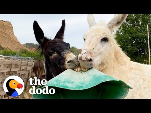 These Donkeys Love Getting Into Trouble #Video