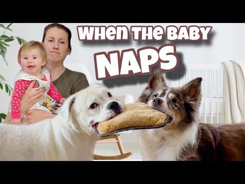 When the Baby Naps - Layla The Boxer #Video