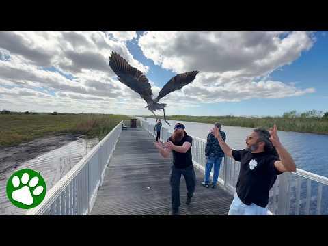 Brave man jumps heron to save her life #Video