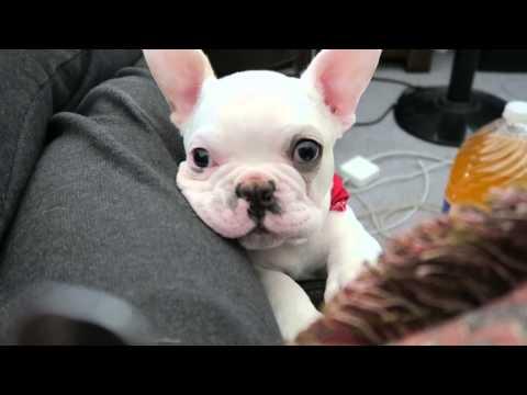 Spoiled Puppy | The Cutest Begging In The World