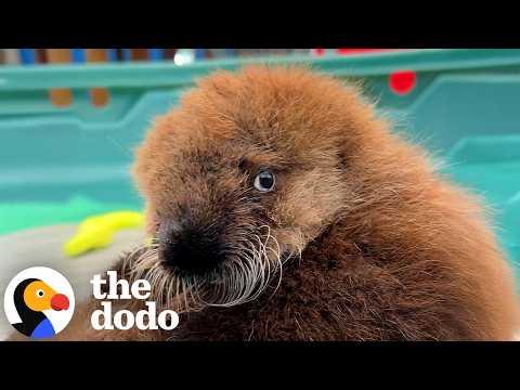 Matted Baby Otter Gets a Second Chance — And SO Fluffy #Video