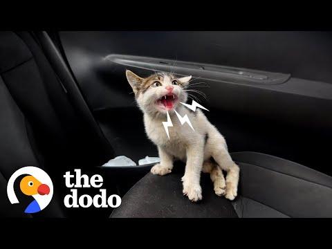 Kitten Who Couldn't Walk Changes Rescuer's Life #Video