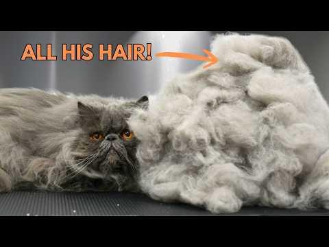 The Most Fur I Have EVER Removed From One Cat in My Entire Career #Video