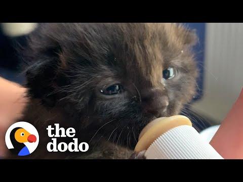 Teeny Tiny Kitten Grows Up To Be The Boss Of The House #Video