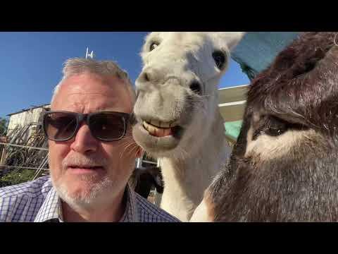 Meditation with the Donkeys #Video