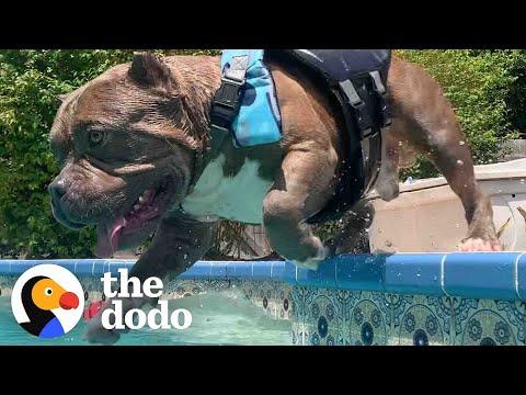 Pittie Has One Obsession In Life: Swimming #Video