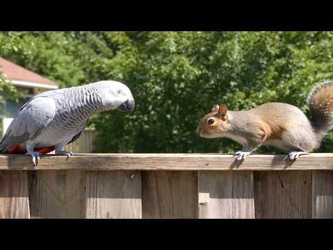 Parrot Meets A Squirrel… This Got Tense #Video