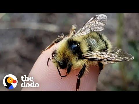 Couple Has Saved 90 Million Bees Video (And Gotten Thousands Of Stings!)