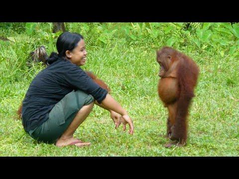 The Funniest Animal Videos Ever (2025)