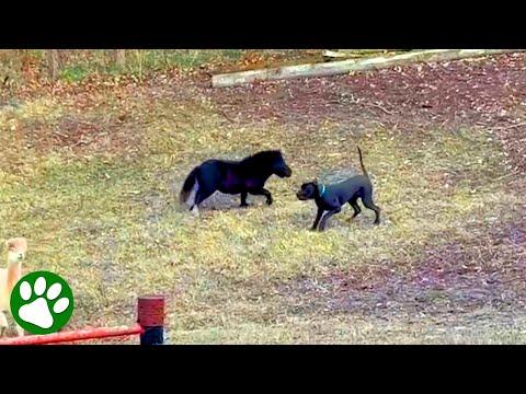 Love at first sight when this huge dog saw this tiny horse #Video