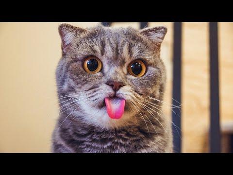 Giving It Big Licks: Meet The Tongue-Out Instagram Cat