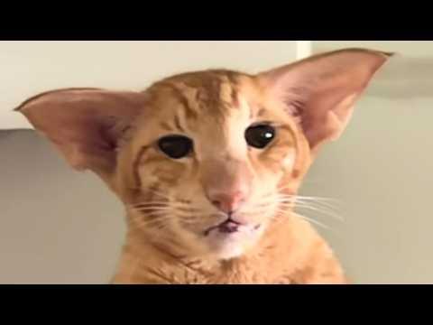 Stunning cat has both beauty and brains #Video