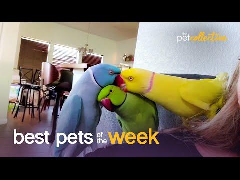 Group Hug | Best Pets of the Week #Video