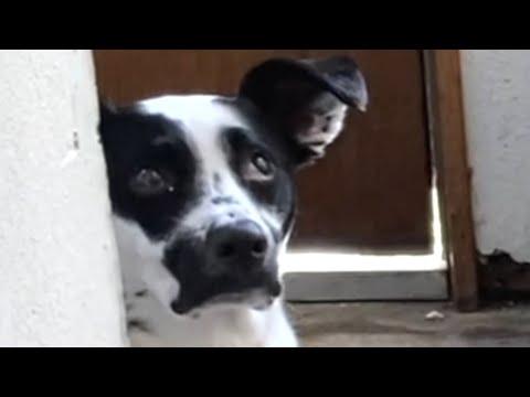 Blind dog has learned to find the ball...even in water #Video