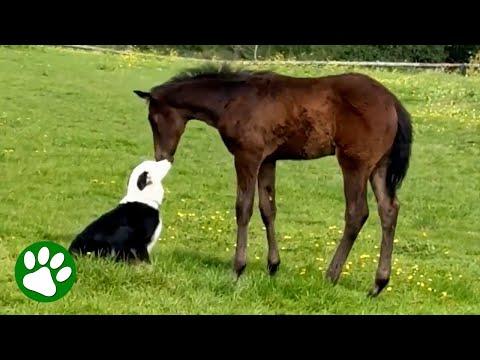 Border Collie falls in love with baby foal #Video