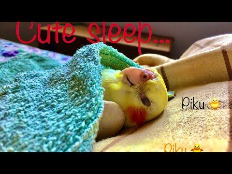Funny - Cute cockatiel sleeps on bed with blanket #Video