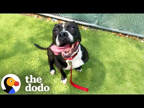 Pittie Who's Spent Over 1000 Days In The Shelter Needs A Home! #Video