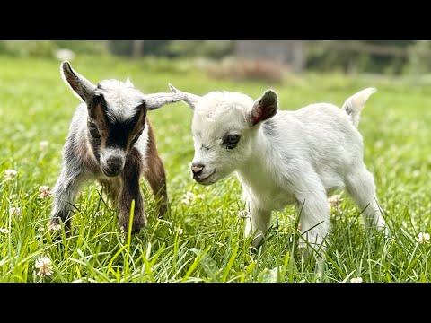 Nonstop Hippity Hop #Video