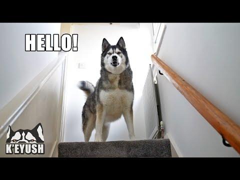 Husky Moans At Me Until I Go Upstairs to Cuddle Him! #Video