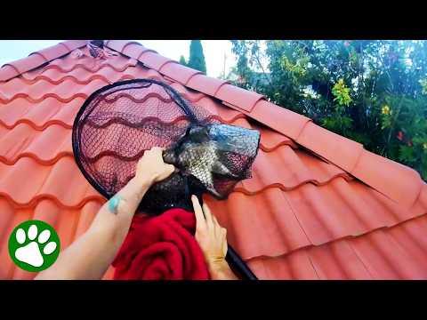 Saving a Wild Animal Stuck Inside Plastic Jar #Video