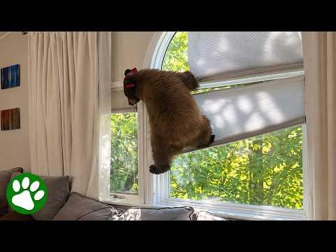 Bear Cub Sneaks Into a House and Makes Himself at Home #Video