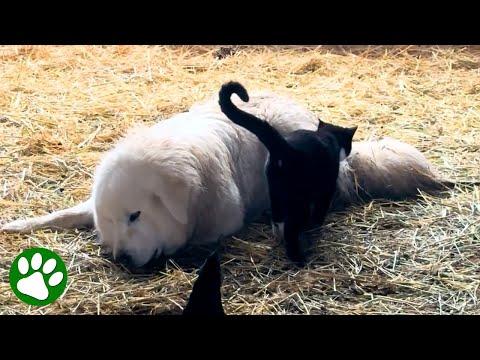 Cat jumps farm dog and it's love at first sight #Video