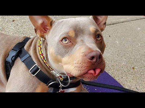 This pit bull couldn't walk. See his transformation after adoption #Video