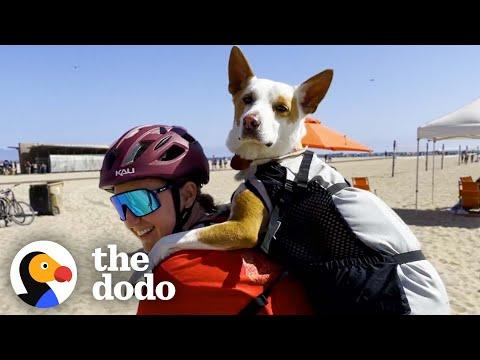 Rescue Dog Was Scared Of The World Until She Went On A Bike Ride With Mom #Video