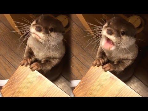 Otter Makes Adorable Noises When Asking for Dinner #Video