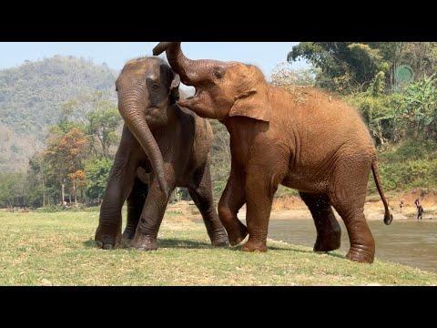 Playful Baby Elephants – ElephantNews #Video