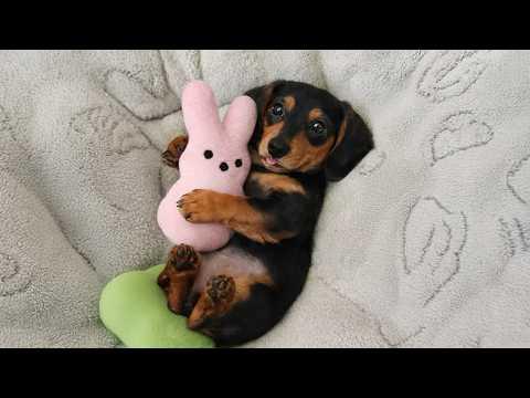The Funniest Puppies on the Internet Today #Video