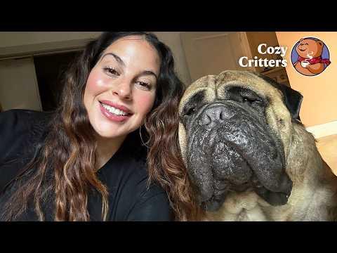 The 68 Kg Dog That Melts With a Simple Touch #Video