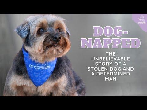 Dog-Napped: The Unbelievable Emotional Story of a Stolen Dog and a Determined Man #Video