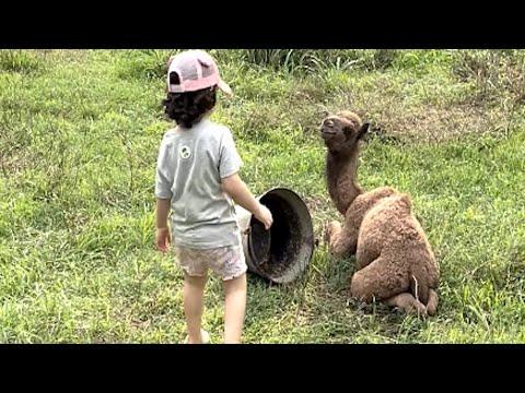 Tiny camel and little girl are best friends #Video