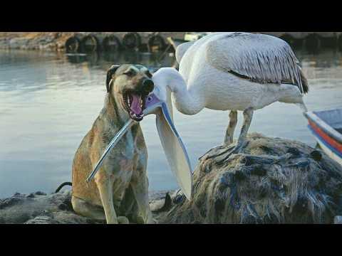 Animals Find Each Other and Become The Odd Couples No One Expected! #Video
