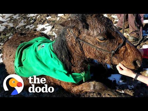 People Pull A Terrified Horse Out Of A Frozen Creek #Video